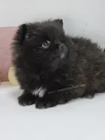 Lil Black Girl, a female Pomeranian for sale in Whitwell, TN – Photo 1 of 4