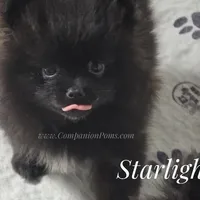 Starlight C video, a female Pomeranian for sale in Whitwell, TN – Photo 4 of 9