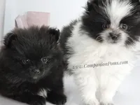 Lil Black Girl, a female Pomeranian for sale in Whitwell, TN – Photo 4 of 4