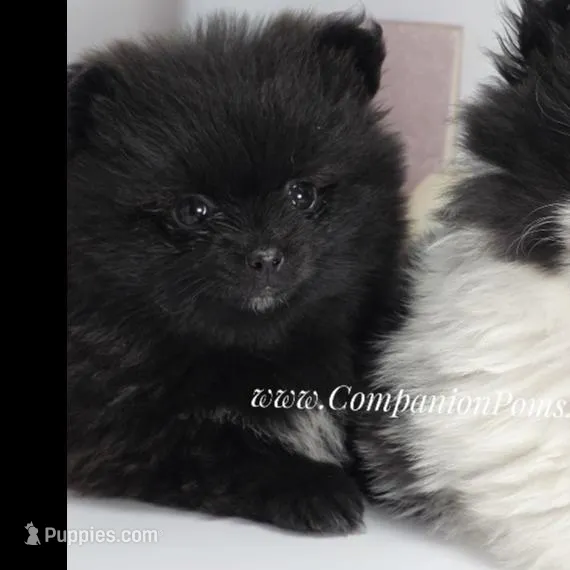 Starlight, a female Pomeranian for sale in Whitwell, TN – Photo 1 of 4