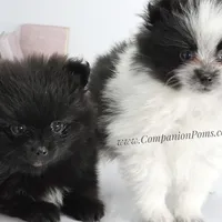 Starlight C video, a female Pomeranian for sale in Whitwell, TN – Photo 9 of 9