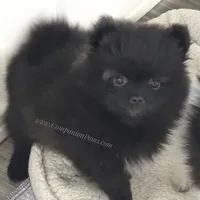 Starlight C video, a female Pomeranian for sale in Whitwell, TN – Photo 1 of 9