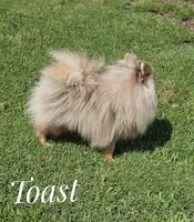 Toast - Lavender Merle, a male Pomeranian for sale in Whitwell, TN – 2 of 6
