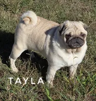 Tayla - Silver Fawn Adult Pug - CH Lines, a female Pug for sale in Whitwell, TN – 4 of 7
