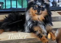 LOYAL! - Timber -Would be a great ESA Dog, a male Pomeranian for sale in Whitwell, TN – 3 of 10