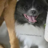 Paris AKC Full or Pet, a female Pomeranian for sale in Whitwell, TN – Photo 8 of 10