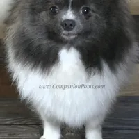 Paris AKC Full or Pet, a female Pomeranian for sale in Whitwell, TN – Photo 6 of 10