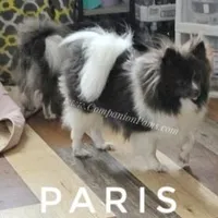 Paris AKC Full or Pet, a female Pomeranian for sale in Whitwell, TN – Photo 1 of 10