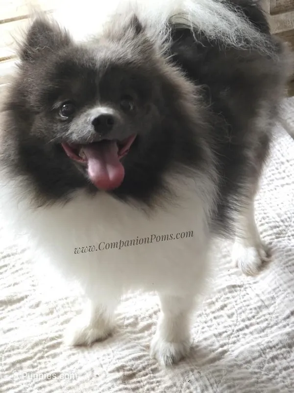 Blue Parti Sweet Girl AKC