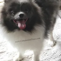 Paris AKC Full or Pet, a female Pomeranian for sale in Whitwell, TN – Photo 10 of 10