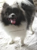 Blue Parti Sweet Girl AKC, a female Pomeranian for sale in Whitwell, TN – Photo 2 of 7