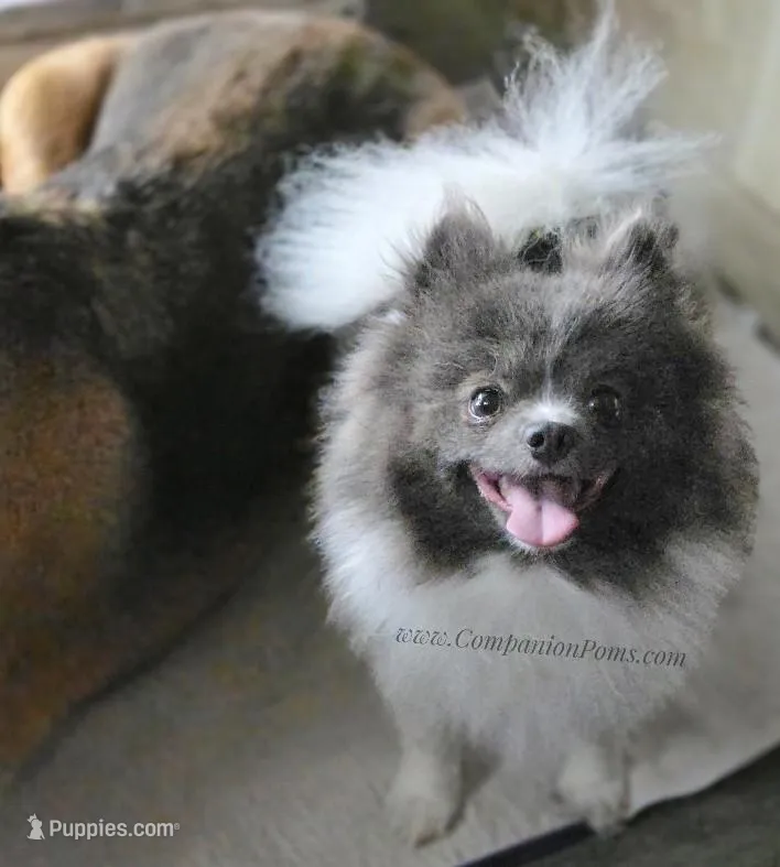 Blue Parti Sweet Girl AKC