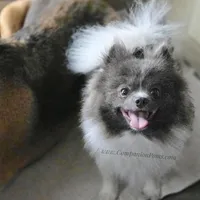 Paris AKC Full or Pet, a female Pomeranian for sale in Whitwell, TN – Photo 5 of 10