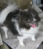 Blue Parti Sweet Girl AKC, a female Pomeranian for sale in Whitwell, TN – Photo 5 of 7