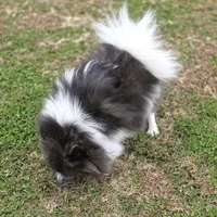 Paris AKC Full or Pet, a female Pomeranian for sale in Whitwell, TN – Photo 4 of 10