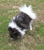 Blue Parti Sweet Girl AKC, a female Pomeranian for sale in Whitwell, TN – Photo 6 of 7