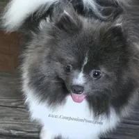 Paris AKC Full or Pet, a female Pomeranian for sale in Whitwell, TN – Photo 2 of 10
