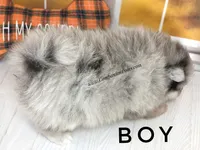 Candace Boy - Silvery Blue Merle - One Blue Eye, a female Pomeranian for sale in Whitwell, TN – 4 of 6