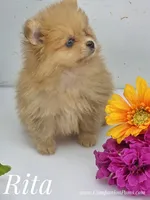 Rita - CH Sired! One and Half Blue Eyes!, a female Pomeranian for sale in Whitwell, TN – 8 of 9
