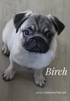 C Video Birch - Grand CH Lines!, a  Pug for sale in Whitwell, TN – 3 of 8