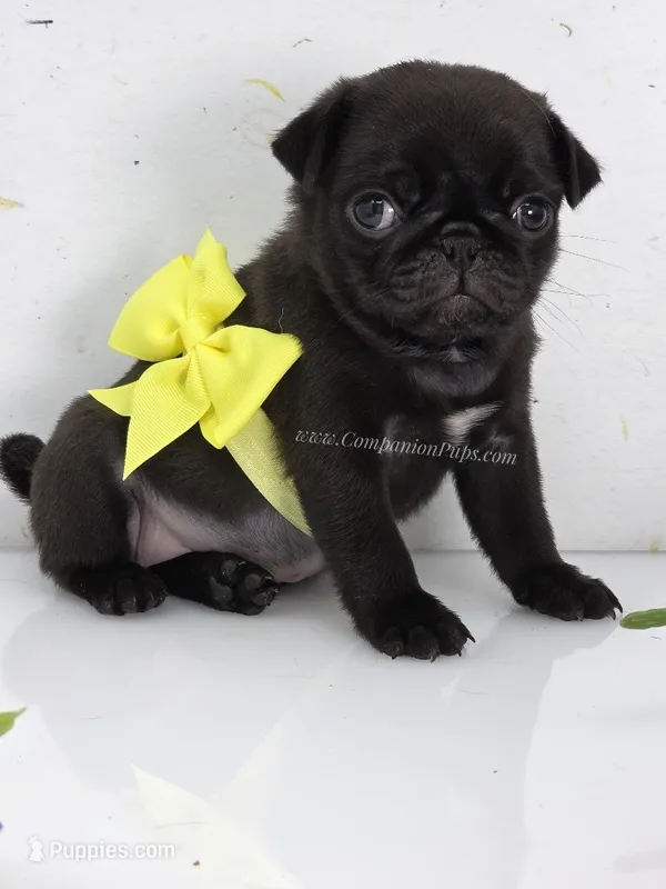 Yellow Bow - Female - See Video – Pug puppy for sale in Whitwell, TN
