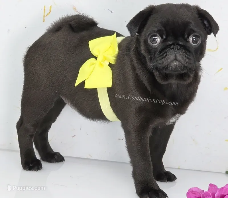 Yara  - 13 weeks - 6.5 pounds, a female Pug for sale in Whitwell, TN – 1 of 9