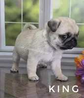 King - Small 2.25 pounds - Silver Fawn, a male Pug for sale in Whitwell, TN – 8 of 8