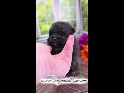Super Fun - Black Boy, a male Pomeranian for sale in Whitwell, TN – 4 of 5