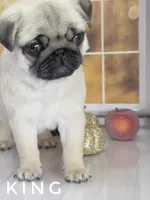 King - Tiny Male Ready Now!  - Silver Fawn, a male Pug for sale in Whitwell, TN – 4 of 8