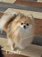 Needs a special quiet calm home, a female Pomeranian for sale in Whitwell, TN – 8 of 8