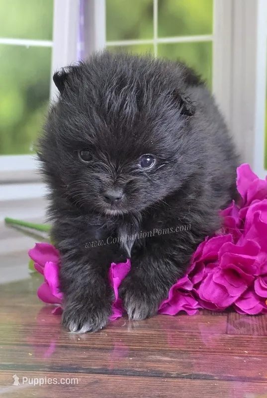Super Fun - Black Boy – Pomeranian puppy for sale in Whitwell, TN