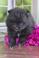 Super Fun - Black Boy, a male Pomeranian for sale in Whitwell, TN – 1 of 5