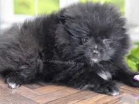 LB - Playful Little Fluff Ball, a male Pomeranian for sale in Whitwell, TN – 2 of 10