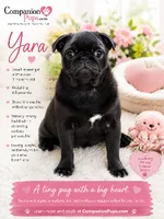 Tiny Girl - Amazing Structure - Playful, CH lines, a female Pug for sale in Whitwell, TN – 4 of 7