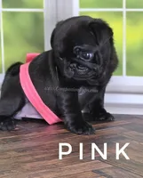 Pink, a female Pug for sale in Whitwell, TN – Photo 4 of 6
