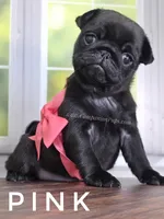 Pink, a female Pug for sale in Whitwell, TN – Photo 6 of 6