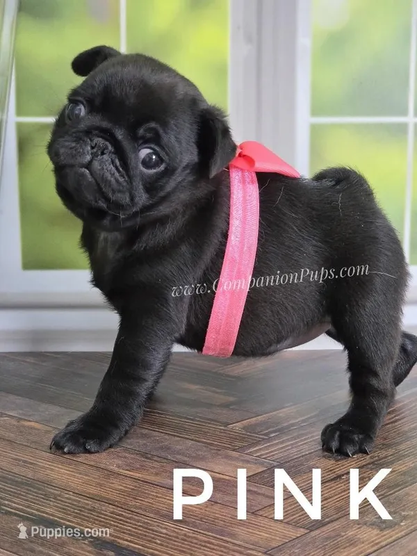 Pink – Pug puppy for sale in Whitwell, TN