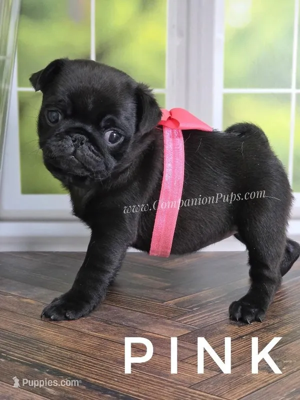 Pink – Pug puppy for sale in Whitwell, TN