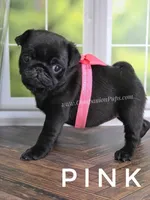 Pink, a female Pug for sale in Whitwell, TN – Photo 1 of 6