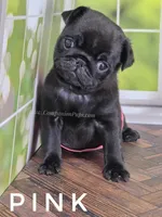 Pink, a female Pug for sale in Whitwell, TN – Photo 5 of 6