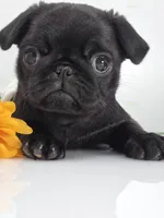 Cuddly Charm Playful Personality - Willow, a female Pug for sale in Whitwell, TN – 8 of 10