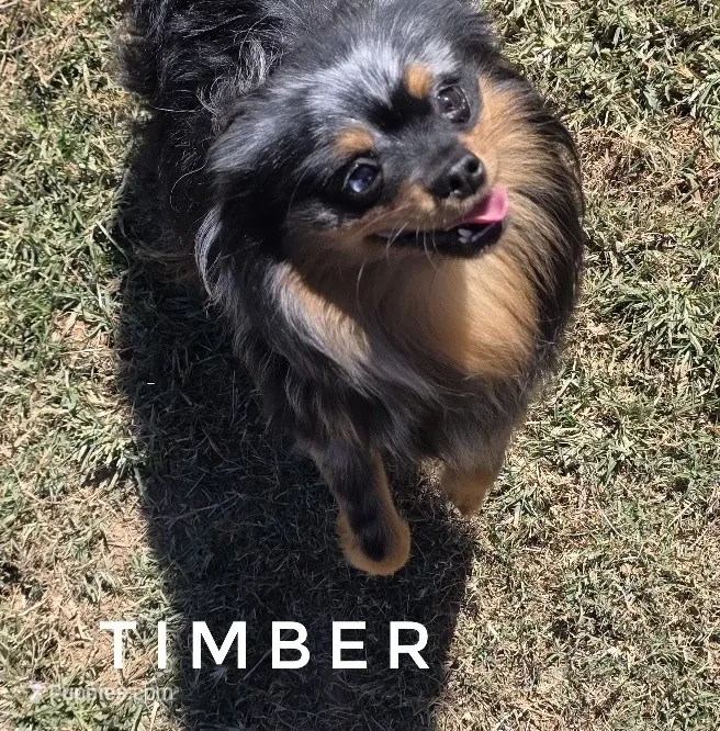 Extremely people oriented! - Timber -Skip the young pup stage – Pomeranian puppy for sale in Whitwell, TN