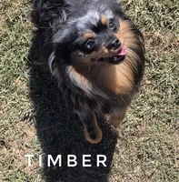 LOVES People! - Timber -Skip the young pup stage, a male Pomeranian for sale in Whitwell, TN – 1 of 10