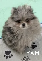 Yam - Fluff ball!  So Sweet - See Video, a female Pomeranian for sale in Whitwell, TN – 6 of 8