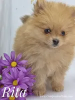 Rita - CH Sired! One and Half Blue Eyes!, a female Pomeranian for sale in Whitwell, TN – 5 of 9