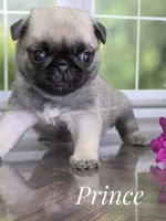 Prince - Tiny Boy - Ch Sired, a male Pug for sale in Whitwell, TN – 7 of 7