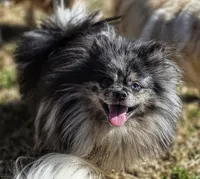 Speckles- Blue Eye, a male Pomeranian for sale in Whitwell, TN – Photo 3 of 10