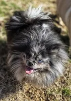 Speckles- Blue Eye, a male Pomeranian for sale in Whitwell, TN – Photo 1 of 10