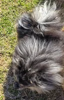 Speckles- Blue Eye, a male Pomeranian for sale in Whitwell, TN – Photo 10 of 10