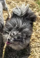 Speckles- Blue Eye, a male Pomeranian for sale in Whitwell, TN – Photo 6 of 10